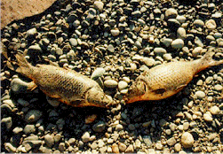 A dead carp